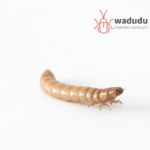 Artikel Wadudu in het ‘A Magazine’ Royal Agrifirm Group