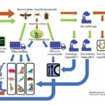 Insectensector steeds bekender en streeft naar meer