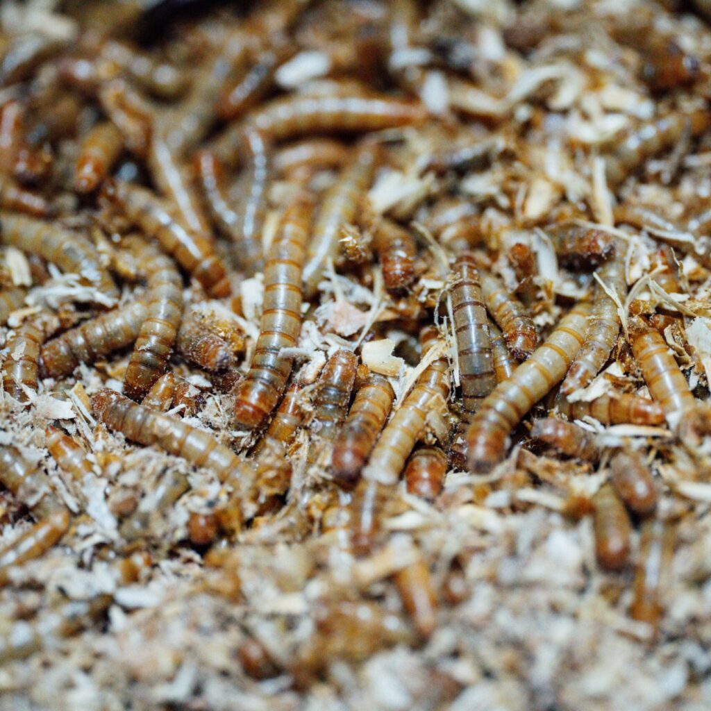 ProCIP: Praktijkvoorbeelden Circulaire Insecten- en Plantaardige Eiwitten